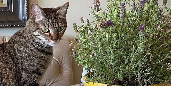 Cat with lavender plants