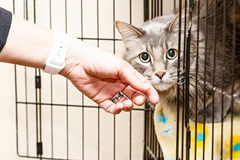 cat-at-rescue-peering-out-of-cage
