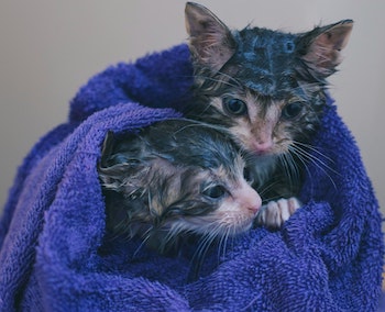 flea treatment poisoning in cats