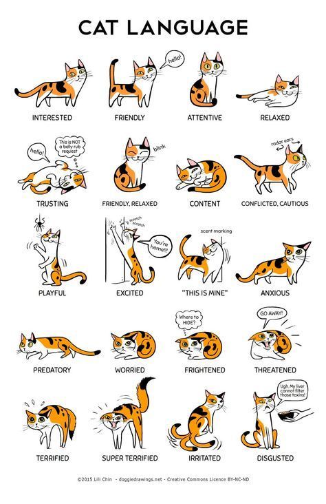 understanding cat body language