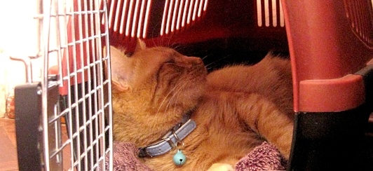 best cat carrier for cross country trip