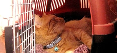 cat in carrier relaxed