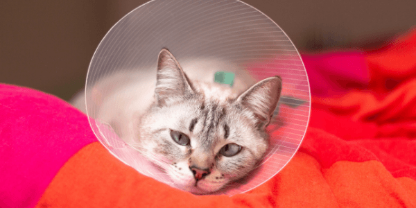 cat in a cone at home after surgery