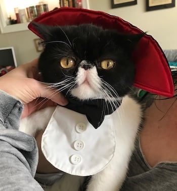 Mazel the kitty as Dracula for Halloween
