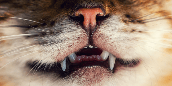 cat dental health