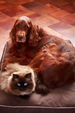 cat-dog-bed