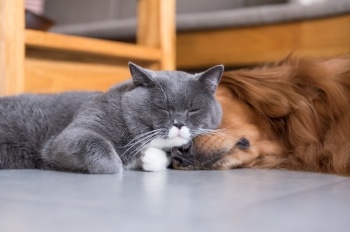 Cat and Dog Sleeping Together Cat and Dog Sleeping Together