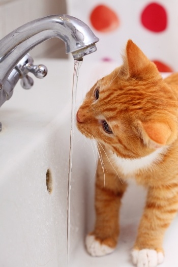 cat drinking water from faucet