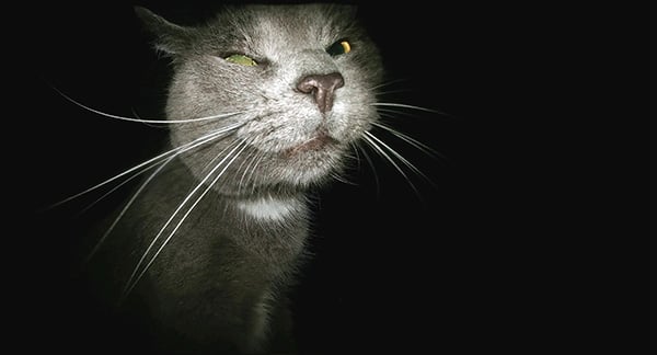 cat face in the dark