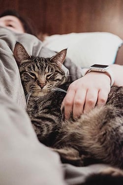 cat-friendly places to stay on the road