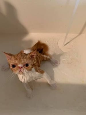wet cat in the bathtub