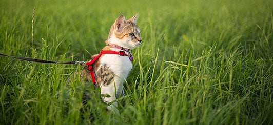 cat outside on leash wearing a harness