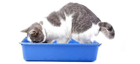 Cat Digging in Litter Box