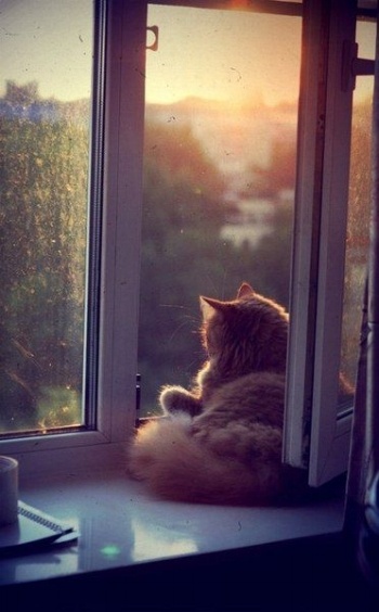 Keeping Your Cat Safe From Falling Out Of High Windows