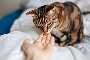 cat sniffing treat in hand