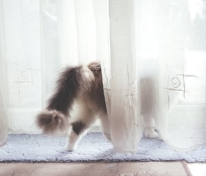 49 HQ Photos Cat Spraying Odor Removal / Concrete Odor Removal Service Remove Cat Urine Smell From Concrete