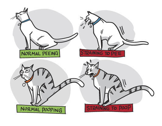 Curated visual reference: Gallery Detail: Cat Urinary Tract Infections