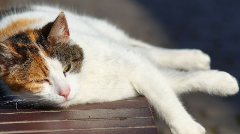 What You Should Know About Heat Stroke in Cats