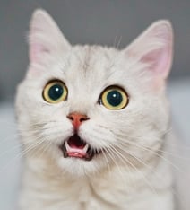 cat-tooth-root-abscess.jpg cat-tooth-root-abscess.jpg