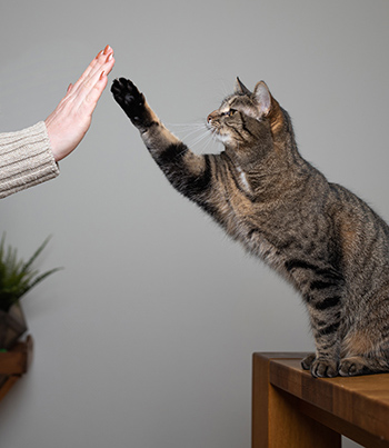 cat training high five