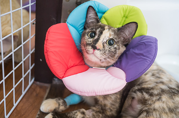 cat wearing a soft cone