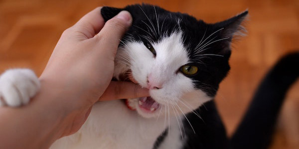 cats may bite when they are in pain