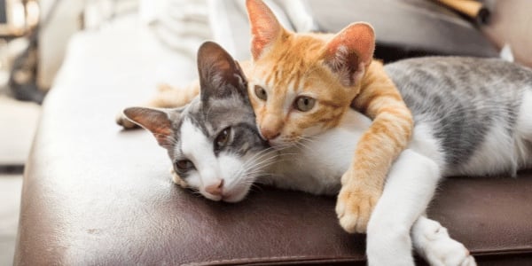 cats playing together at a pet sitter and boarding facility