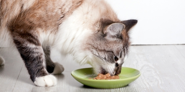 Can Goats Eat Cat Food  