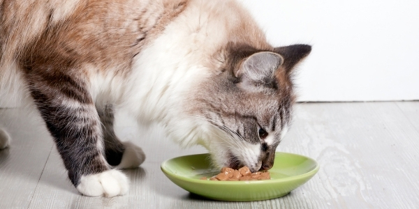 chuyển đổi thức ăn cho mèo