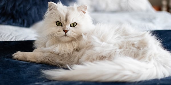 cats spraying may be trying to mate