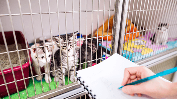 kittens in shelter kennel