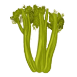 celery