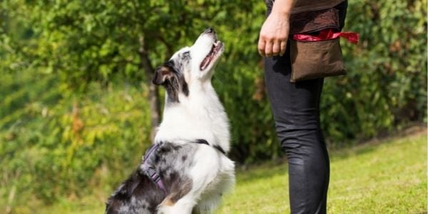 certified dog trainer with border collie