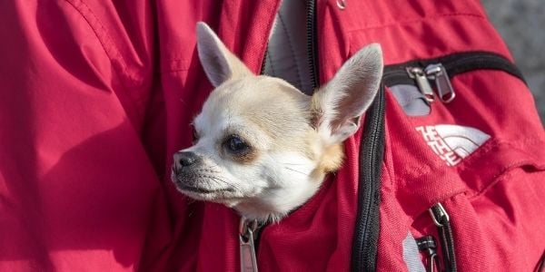 chihuahua being carried in a backpack