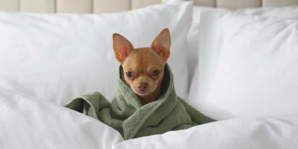 small dog in owners bed