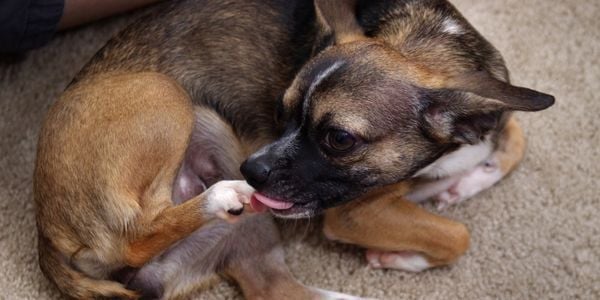 chihuahua licking back paw