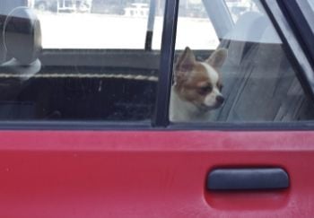 What to Do if You See a Dog in a Hot Car | Preventive Vet