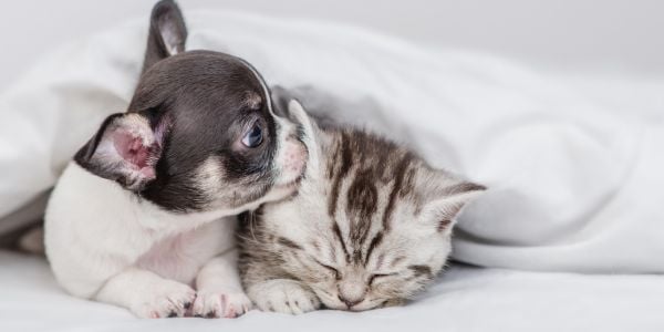 chihuahua puppy sniffing a kittens ear