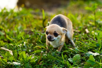 chihuahua showing scared body language