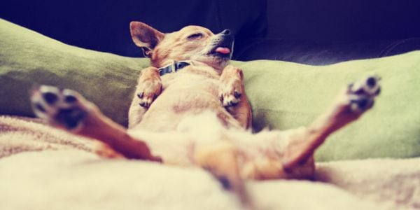 chihuahua sleeping with tongue out and legs in the air