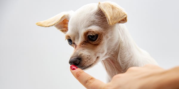 chihuahua touching finger with nose