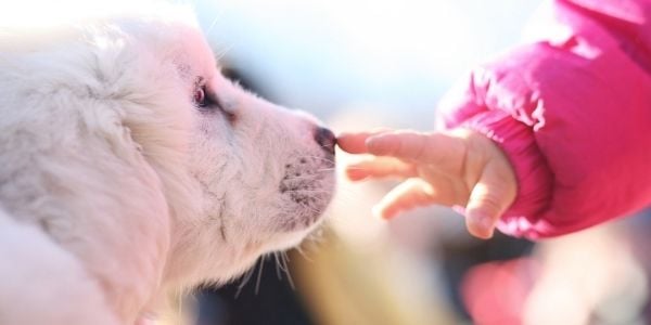 child touching dog nose