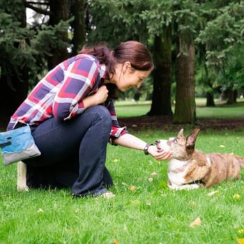 chin rest corgi dog and trainer