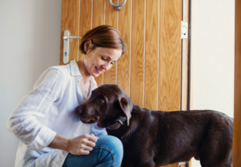 chocolate lab coming inside to owner