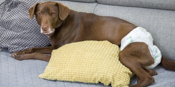 chocolate lab mix wearing a diaper lying on the couch