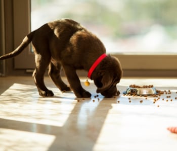 chocolate lab puppy eating dog food