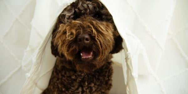 chocolate labradoodle hiding under curtain