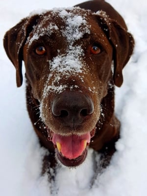 chocolate labrador dog