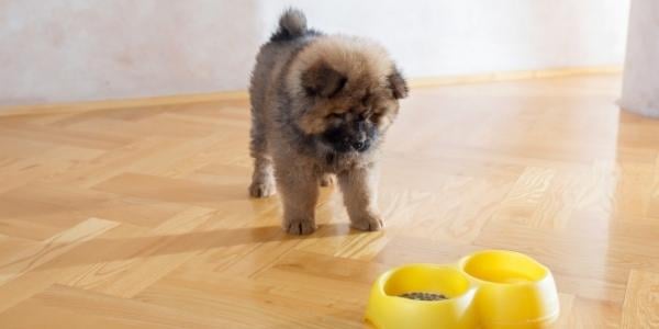 chow chow puppy not wanting to eat