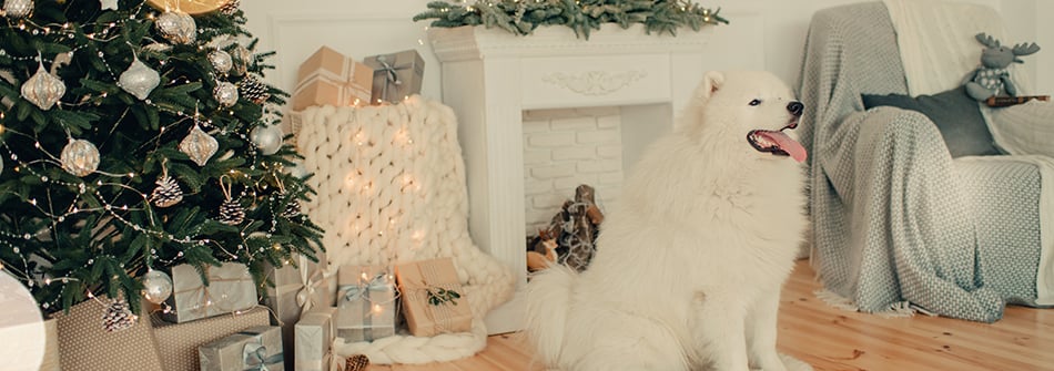 christmas-dog-tree-presents